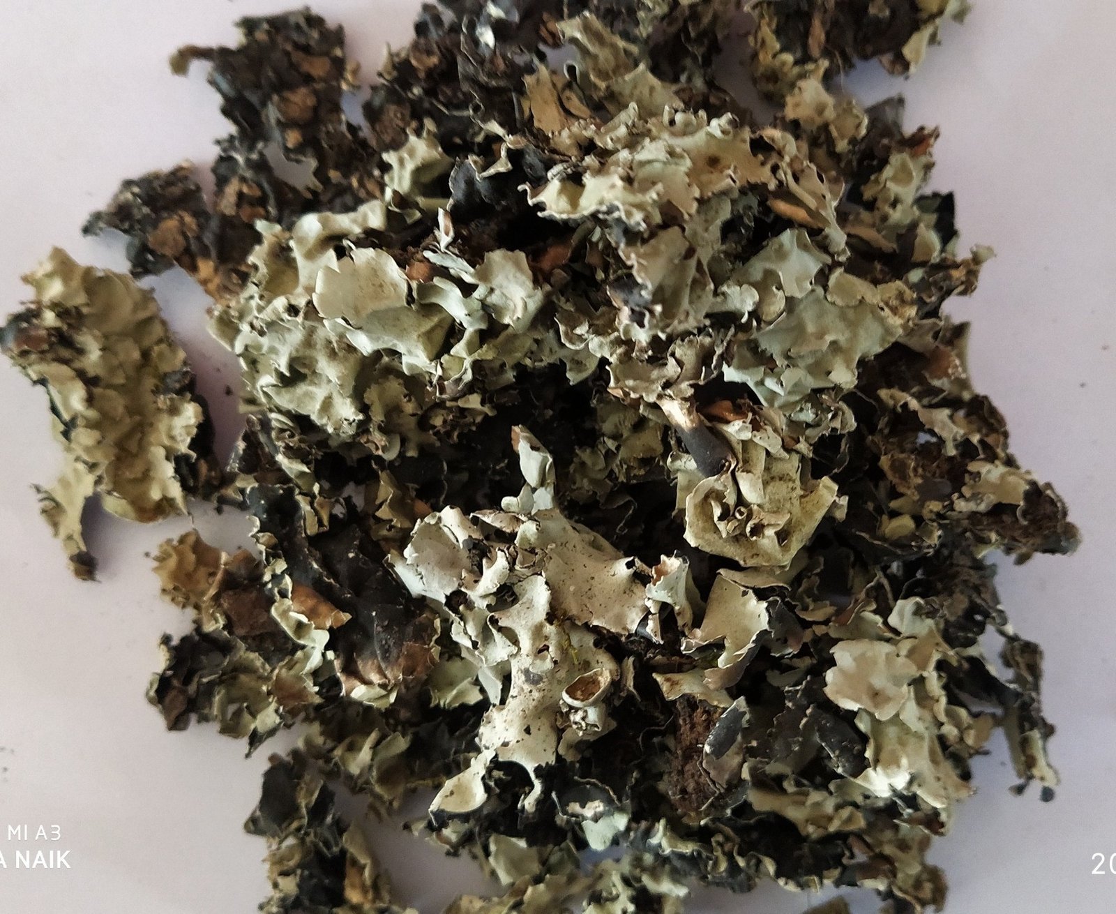 Stone Flower (Patthar Phool / Dagadful) Spice Supplier Jalaram Food Products