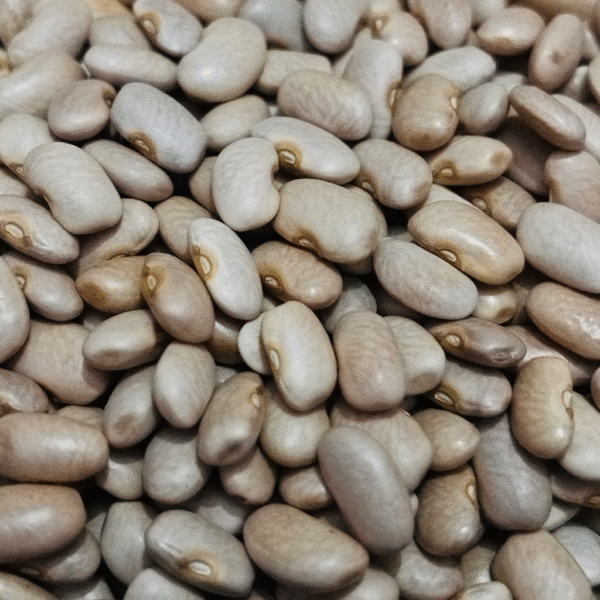 Premium White Kidney Beans (Cannellini/Safed Rajma) Wholesale Supplier Jalaram Food Products