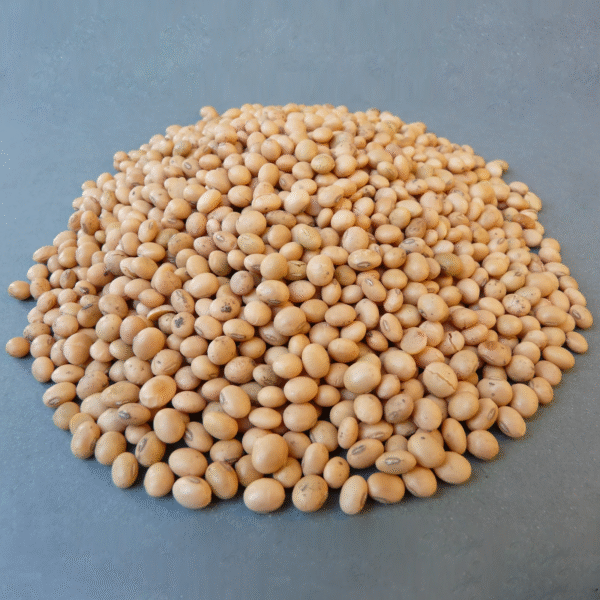 Premium Whole Pigeon Pea (Desi Tuver Akhi) Wholesale Supplier Jalaram Food Products