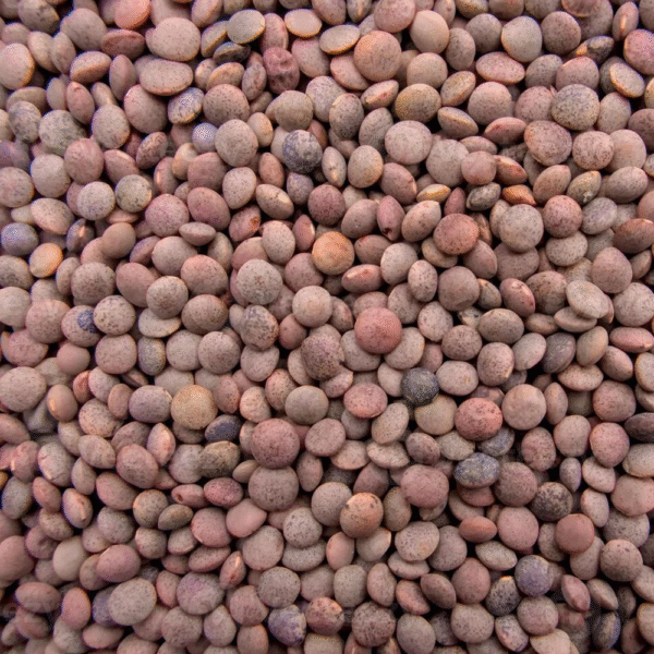 Premium Whole Red Lentils (Aakha Masoor) Wholesale Supplier Jalaram Food Products