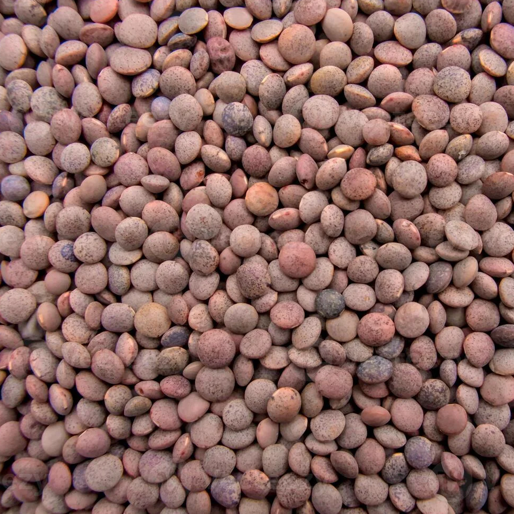 Premium Whole Red Lentils (Aakha Masoor) Wholesale Supplier Jalaram Food Products