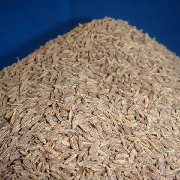 Heap of Cumin Seeds GM (Grinding Quality) ready for packing at Jalaram Food Products warehouse.